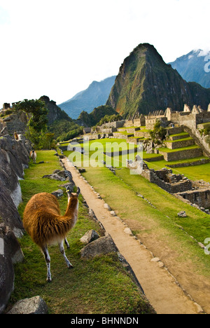 Machu Pichu llama, en premier lieu le matin, Cusco, Pérou Banque D'Images