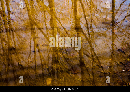 Soft Focus colourful abstract photographie créative réflexion en miroir d'automne bouleaux en étang d'eau douce de l'État de New York USA Banque D'Images