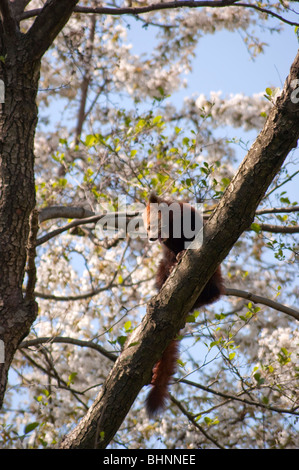 Le panda rouge accroché sur un arbre Banque D'Images