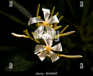 Fleur blanche centre jaune fond sombre Banque D'Images