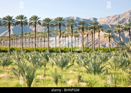 Date Palme 'Phoenix dactylifera' plantation, jeunes palmiers en premier plan, citrus verger en arrière-plan. Banque D'Images