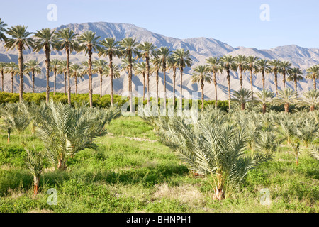 Date plantation de palmiers, jeunes palmiers en premier plan, verger d'agrumes en arrière-plan. Banque D'Images