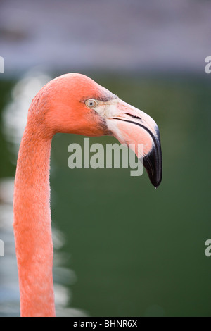 Caraïbes, Rosy, cubaines, américaines ou Flamant rose (Phoenicopterus ruber roseus). Banque D'Images