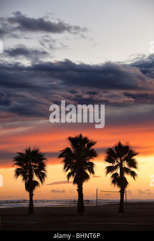 Silhouette de trois palmiers dans la plage et d'un nuage orageux Banque D'Images