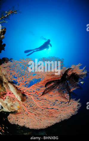 Annella mollis, Subergorgia hicksoni, plongée sous marine sur les récifs coralliens colorés avec ventilateur géant, gorgones Batu Karang, Alam Anda, Bali Banque D'Images