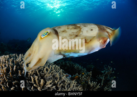 Sepia latimanus, Broadclub en ponte de la seiche, Alam Anda, housereef, Bali, Indonésie, l'océan Indo-pacifique Banque D'Images