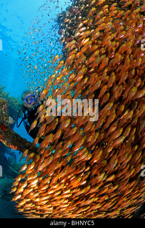 Ransonneti Parapriacanthus, école de pigmy sweeper avec PADI, Amed, Bali, Indonésie, l'océan Indo-pacifique Banque D'Images