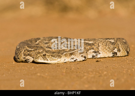 Une bouffée adder (Bitis arietans) située sur un terrain découvert gondolé Banque D'Images
