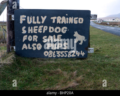 Inscrivez-vous pour la vente de publicité sheepdogs formés dans le comté de Mayo Irlande Banque D'Images