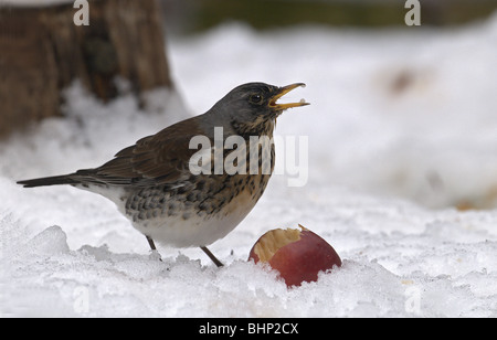 F turdus FIELDFARE DANS LA NEIGE SUR LE SOL DE MANGER UNE POMME Banque D'Images