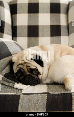 Le PUG dog pelotonnée sur un fauteuil à carreaux Banque D'Images