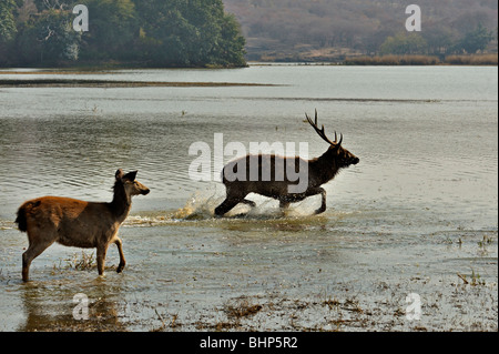 Stag Cerf Sambar (Cervus unicolor niger) s'exécutant dans un lac alors qu'un chevreuil femelle regarde sur dans le parc national de Ranthambore Banque D'Images