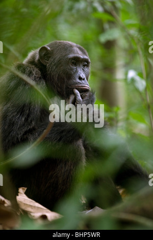 Brutus, alpha-sauvage de mâle chimpanzé la troupe Kyambura au repos. Banque D'Images