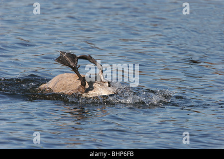 Canada Goose jouant dans l'eau Banque D'Images