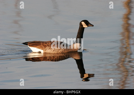 Sur l'étang de la Bernache du Canada (Branta canadensis) Banque D'Images