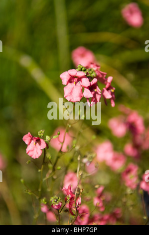 Diascia, Ruby Field (Scrophulariaceae) croissant dans un jardin border Banque D'Images