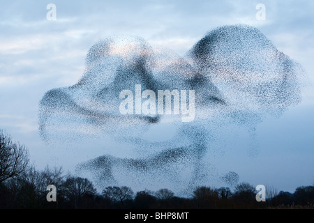 Etourneau sansonnet (Sturnus vulgaris) troupeau ou urmuration «' ci-dessus mur jambon réserve RSPB hiver UK Somerset Banque D'Images