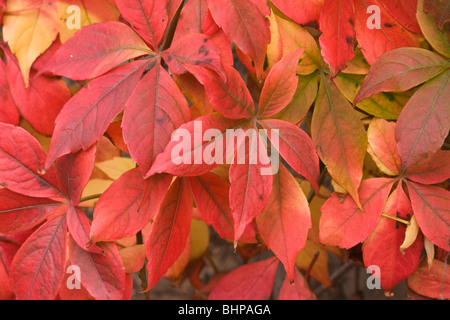 Vigne vierge en automne Banque D'Images