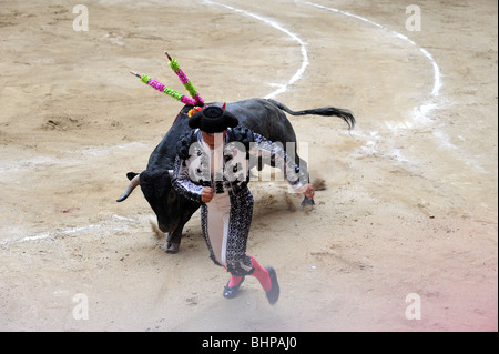 Un matador évite le taureau charge à une corrida à Medellin. Banque D'Images