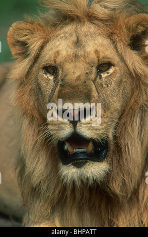 Lion, homme, Panthera leo, le cratère du Ngorongoro, en Tanzanie Banque D'Images