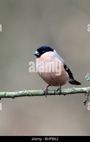 Pyrrhula pyrrhula Bouvreuil,, femme célibataire sur branch, Staffordshire, hiver 2010 Banque D'Images