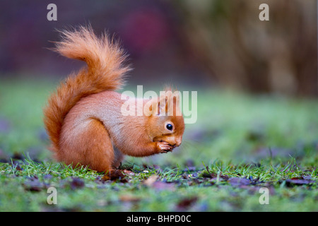 L'écureuil roux, Sciurus vulgaris, seul animal sur le sol, Dumfries, Ecosse, hiver Banque D'Images