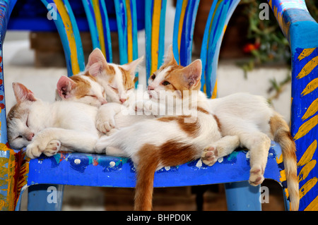 Famille de chat dormir et se reposer sur une chaise, colorés, village de Kastro sifnos island, Grèce Banque D'Images