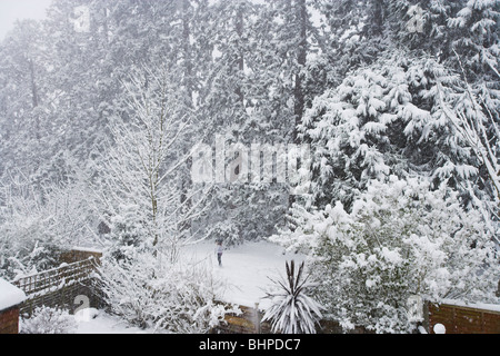 Paysage de pins couverts de neige Wellingtonian dans petit parc avec compensation en fille Banque D'Images
