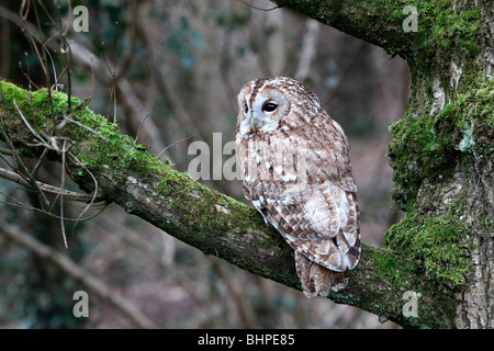 Chouette hulotte, Strix Aluco enr, seul oiseau sur branche, oiseau captif dans le Gloucestershire, hiver 2010 Banque D'Images