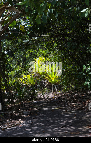 Réservoir géant (Broméliacées Brocchinia micrantha) dans la forêt tropicale du Parc national de Kaieteur Bouclier de Guyane Guyane Amérique du Sud Octobre Banque D'Images