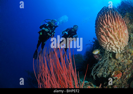 Fouet rouge coraux et éponges baril et de plongée sous marine, le Parc National de Bali Barat, île de Menjangan, Bali Banque D'Images