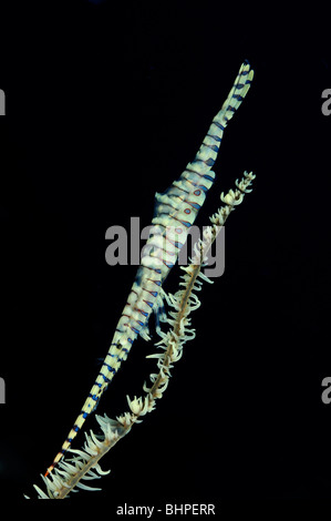 Tozeuma armatum, crevettes de l'aiguille sur le corail noir, Bali, Indonésie, l'océan Indo-pacifique Banque D'Images