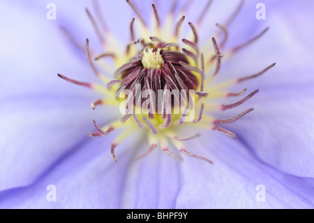 Clematis Banque D'Images