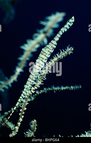 Tozeuma armatum, crevettes de l'aiguille sur le corail noir, Bali, Indonésie, l'océan Indo-pacifique Banque D'Images