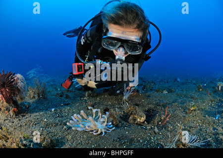 Longicirrum Phyllodesmium, scuba diver avec solar powered nudibranch, Bali, Indonésie, l'océan Indo-pacifique Banque D'Images