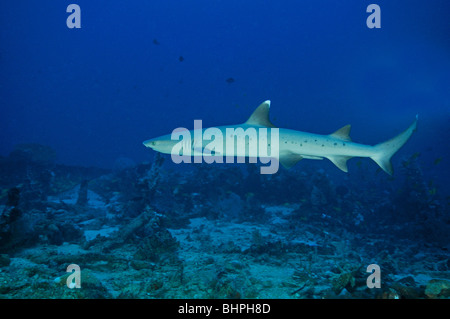 Triaenodon obesus, Whitetip reef shark, Anker, Anchor Wreck épave, l'île de Menjangan Bali, Nationalpark Banque D'Images