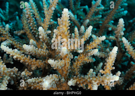 Acropora sp., Staghorn coral, Bali, Indonésie, l'océan Indo-pacifique Banque D'Images