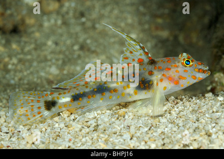 Amblyeleotris guttata, repéré, shrimpgoby Lalang Labuan, Bali, Indonésie, le Nord de l'océan Indo-pacifique Banque D'Images