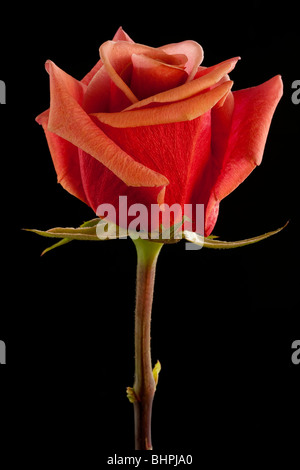 Close-up de saumon, longue tige rose sur fond noir tourné en studio Banque D'Images