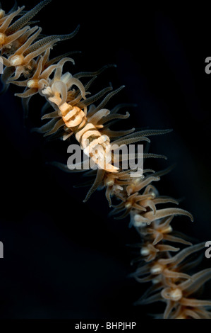 Pontonides unciger Cirrhipathes, spiralis, Fil Coral Shrimp sur Spiral Coral, Alam Batu, housereef, Tulamben, Bali Banque D'Images