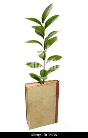 Conceptual image illustrant la croissance des connaissances avec une plante, fruit d'un vieux livre. Banque D'Images