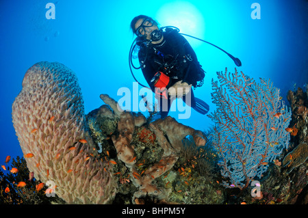 Xestospongia testudinaria, scuba diver à coral reef avec éponge Baril et coraux mous, Bali Banque D'Images