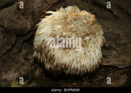 Champignons crinière de lion sur l'ancien journal. Virginie, USA Banque D'Images