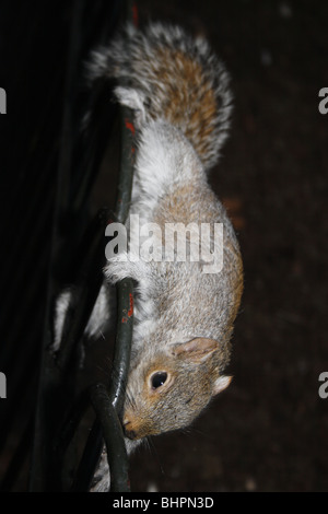 L'écureuil gris Sciurus carolinensis, St James Park, Londres Banque D'Images