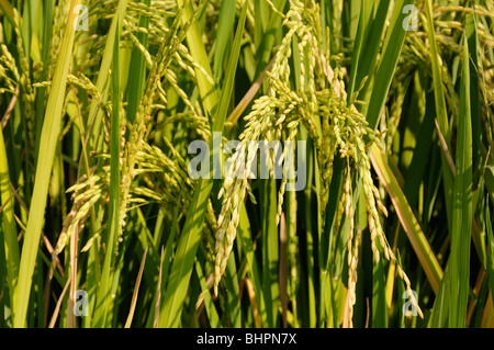 Oryza sativa, champ de riz avec ripely ou de maturité, de rafles de Spica, oreille de riz, maïs, Purijati Umeanyar Desa, Bali, Indonésie Banque D'Images