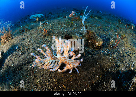 Phyllodesmium, longicirrum nudibranche à énergie solaire, Bali, Indonésie, l'océan Indo-pacifique Banque D'Images