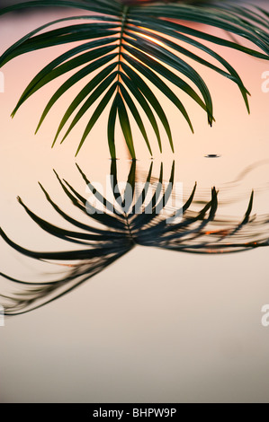 La feuille de palmier se reflétant dans une piscine toujours au lever du soleil en Inde Banque D'Images