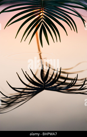 La feuille de palmier se reflétant dans une piscine toujours au lever du soleil en Inde Banque D'Images