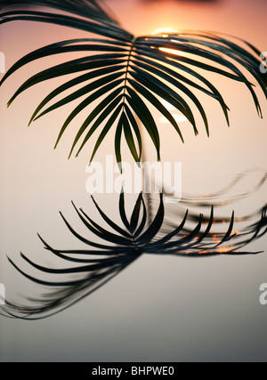 La feuille de palmier se reflétant dans une piscine toujours au lever du soleil en Inde Banque D'Images