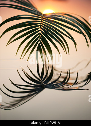 La feuille de palmier se reflétant dans une piscine toujours au lever du soleil en Inde Banque D'Images